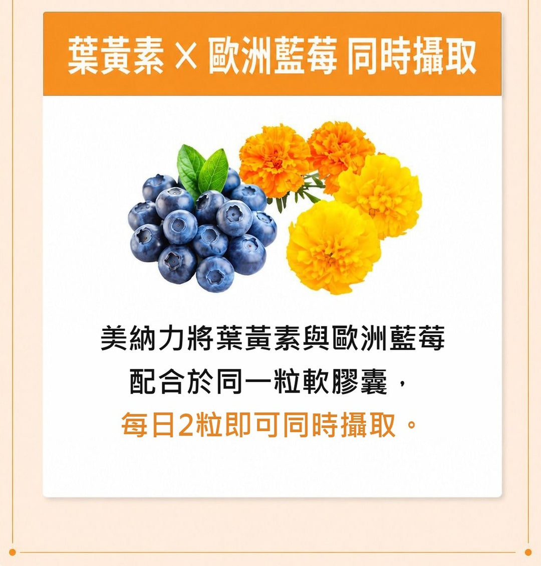 葉黃素×歐洲藍莓 同時攝取